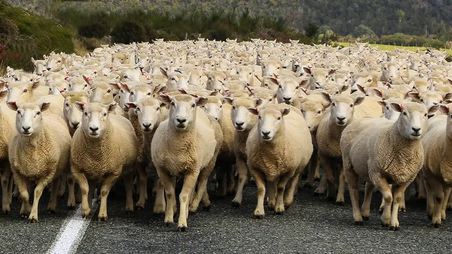 Herd mentality and cancel culture-A psychological warfare